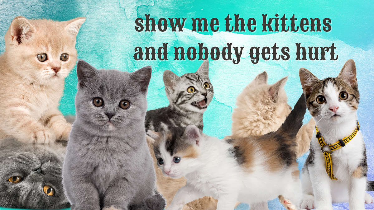 There’s A Shortage In The Kitten Market by JenWritesNerdy Aug, 2022
