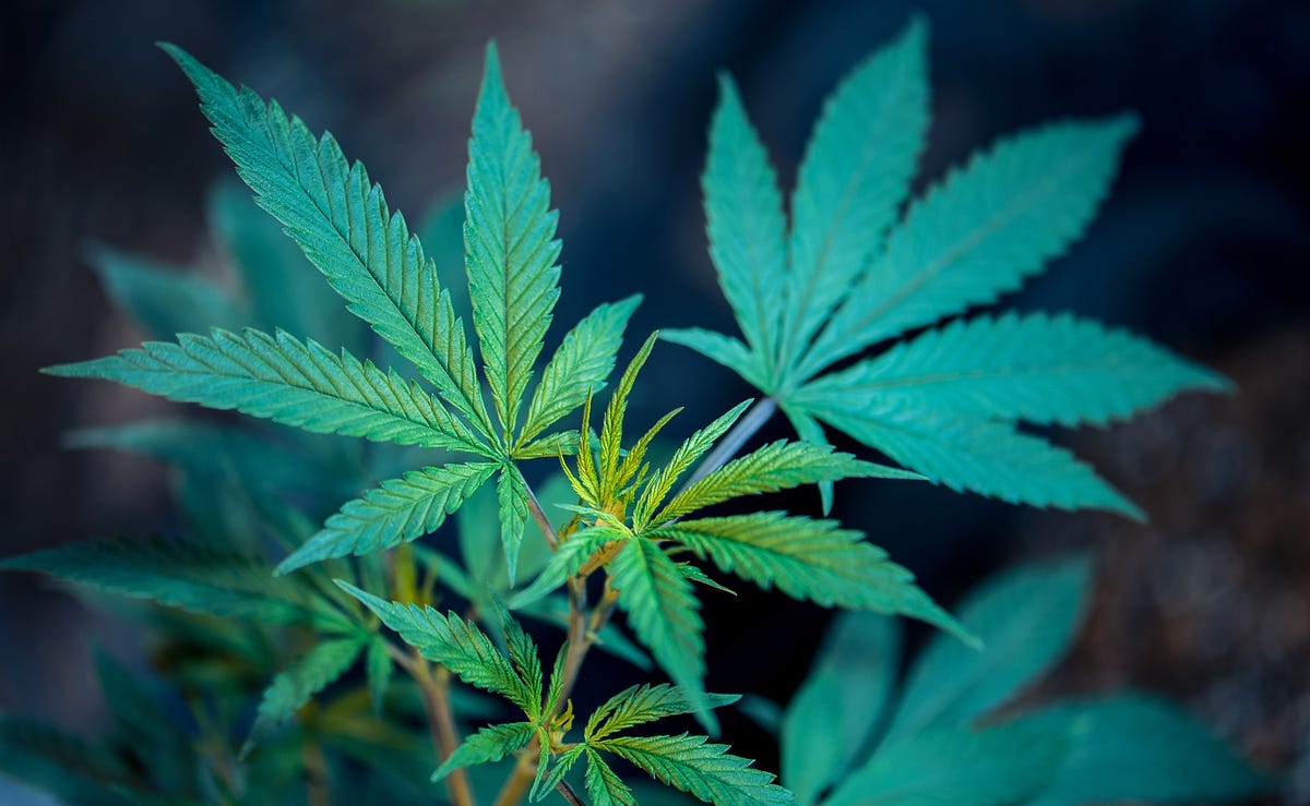 What s The Difference Between THC And CBD By Jason Budd Jason Budd