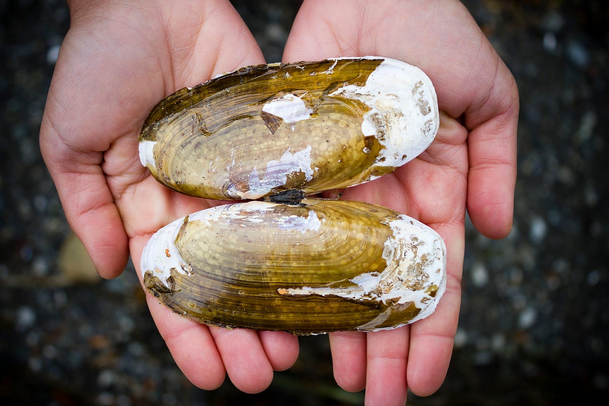 Razor Clam Digging in Washington State by Levi Robischon Medium