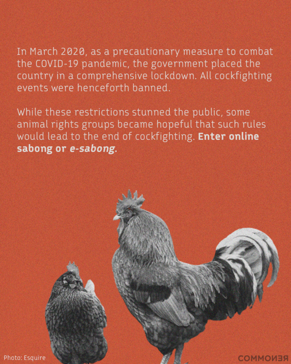 E Sabong Cockfighting S Billion Peso Pandemic Response Measure By Commoner Medium
