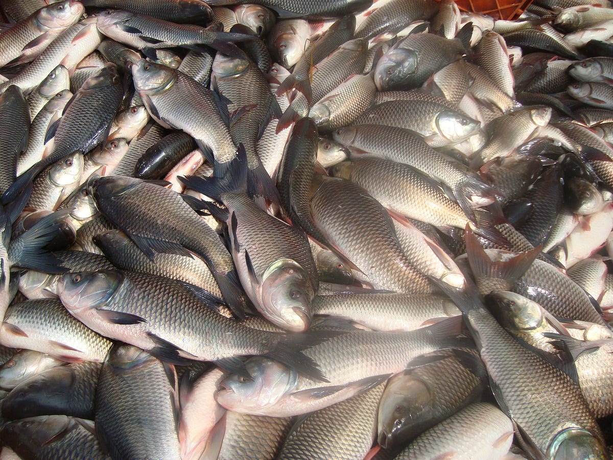 Know Your Choice And Buy Freshwater Fish Online by Fresh Fish Basket