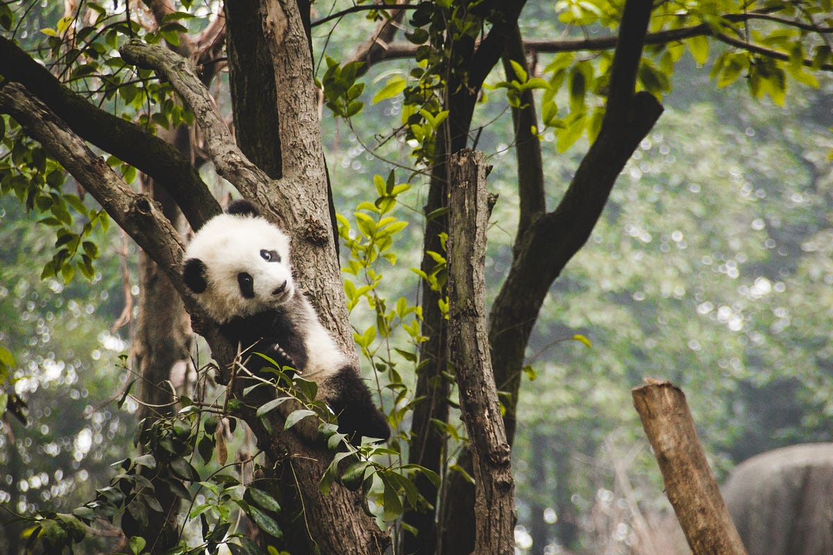 Pandas Append Data Row