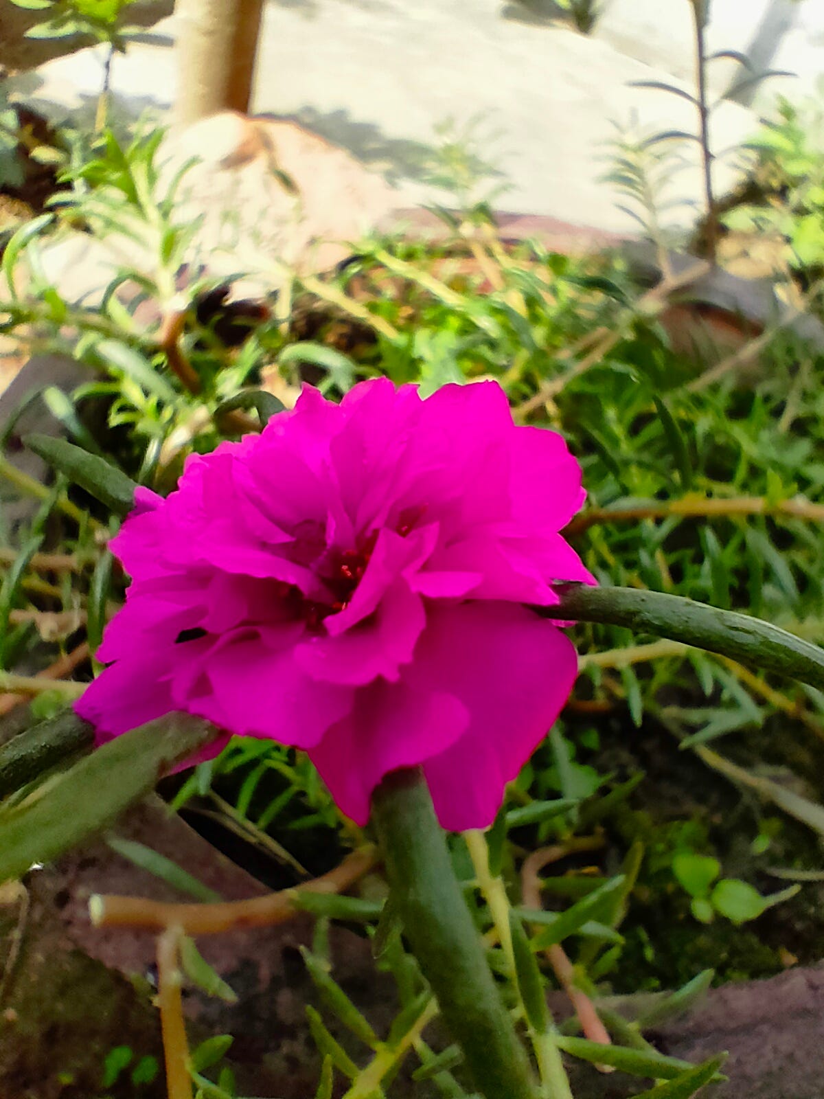 Secrets To Grow Portulaca. Gardening is a passion | by Debika Kumari ...