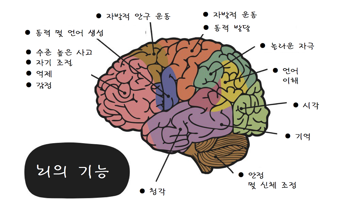[번역] 우리 뇌는 컴퓨터와 얼마나 다른지!. ..를 뇌 신경 가소성 측면에서 살펴보았다. | by 이영규 | Medium