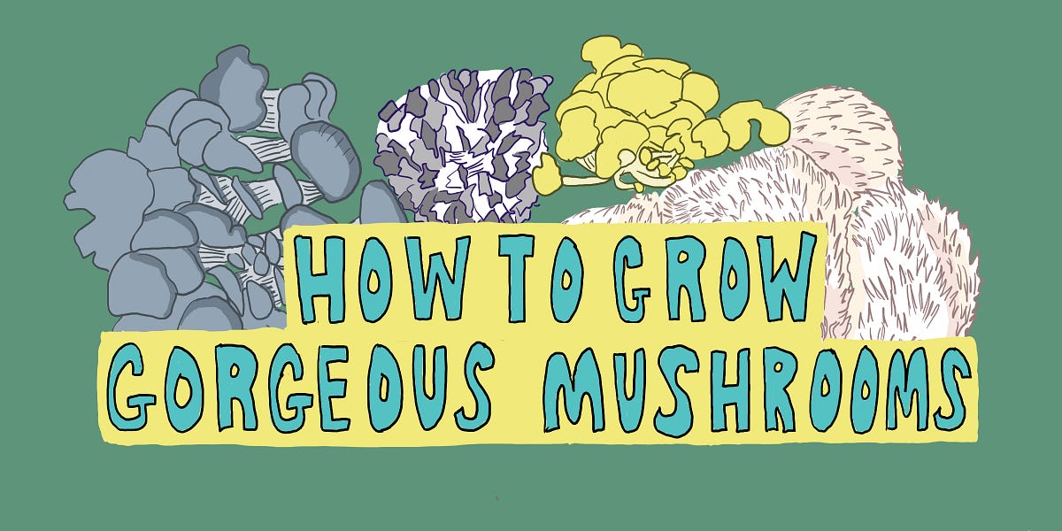 How to Grow Gorgeous Mushrooms - Tenderly
