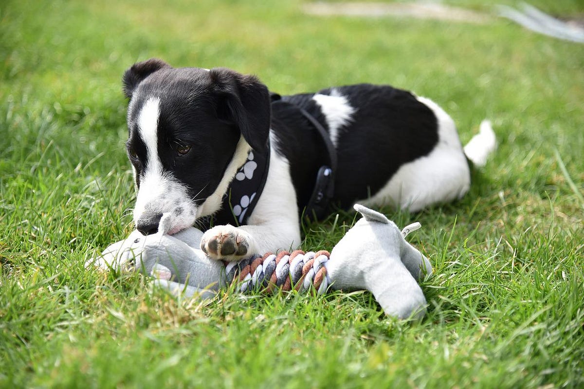 Why Do Dogs Hump Toys?. Introduction by Shanon Sandquist Medium