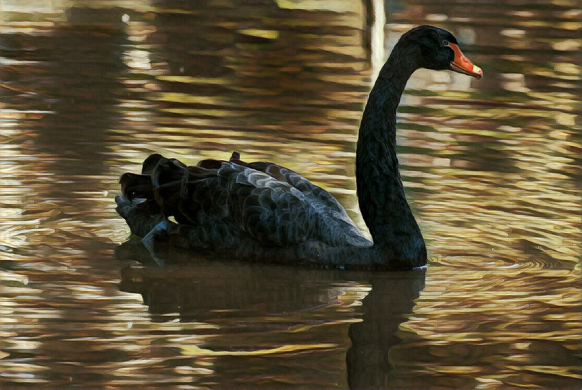 Black Swan 101: Beware The Highly Improbable | by Richard Reis | Personal  Finance Series by Richard Reis | Medium