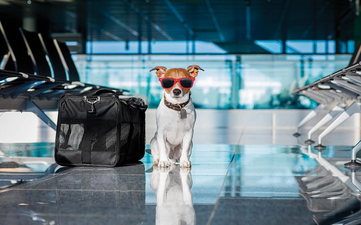8 cosas que debes saber para viajar con tu perro en avión | by edith lopez  | Medium