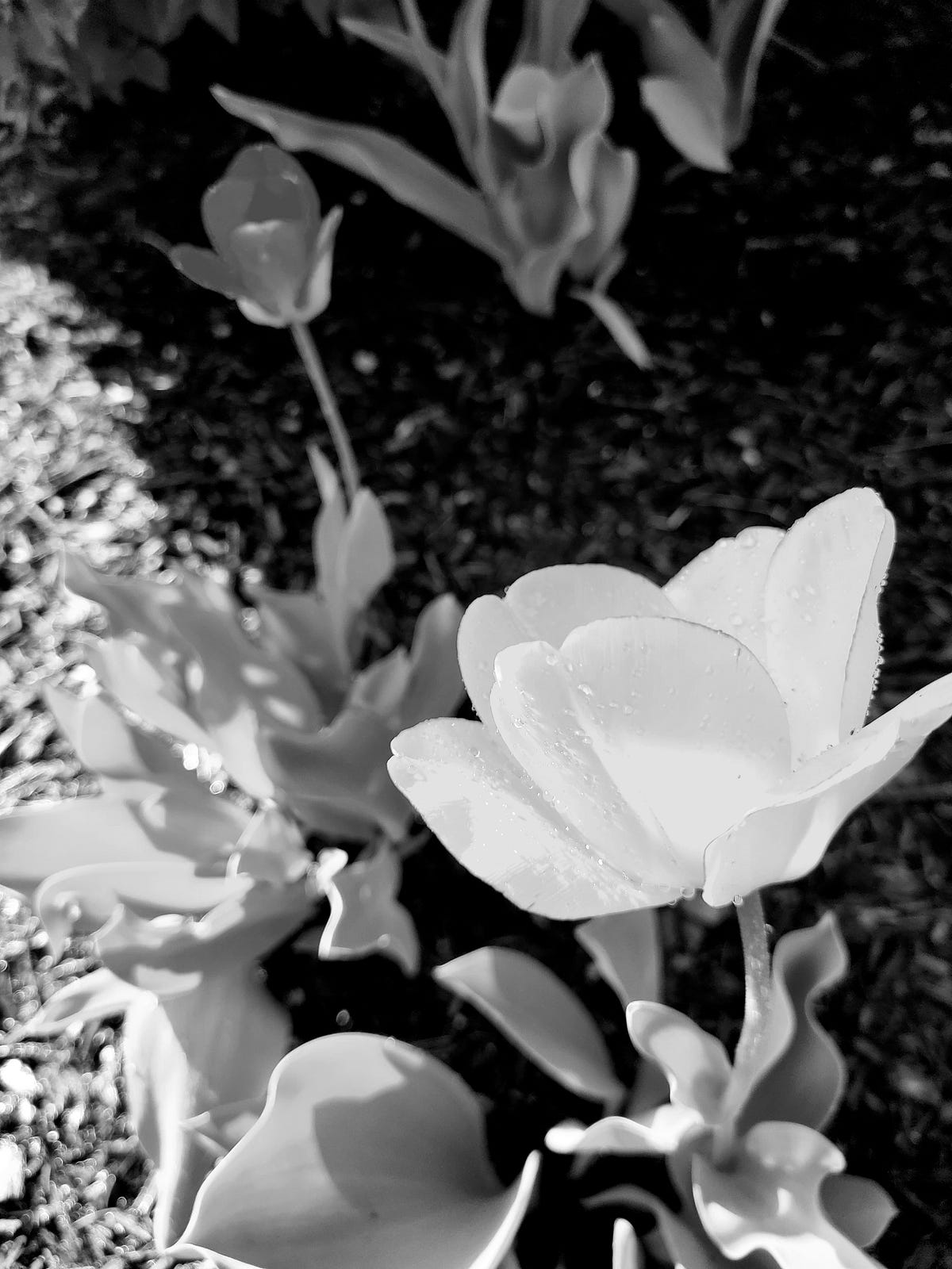 A Few Thoughts on Organic Followers by RS Jan, 2023 Medium