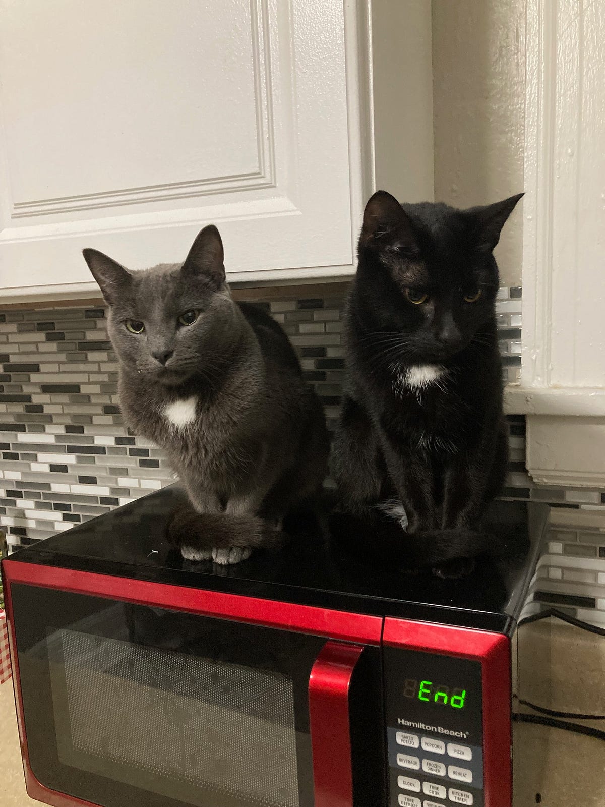 Life Changes. My Cats Don’t.. Their steadiness is what grounds me by Hope Rising Age of