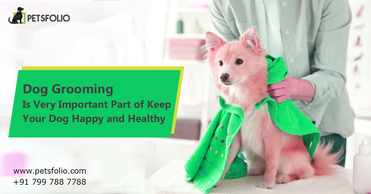 dog health and grooming
