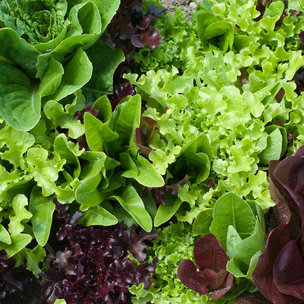 Organic Planting Guide for Lettuce Grow and Learn Medium Grow and