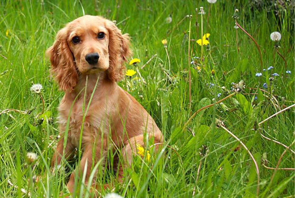 Is A Cocker Spaniel Right For You George De Martini Medium