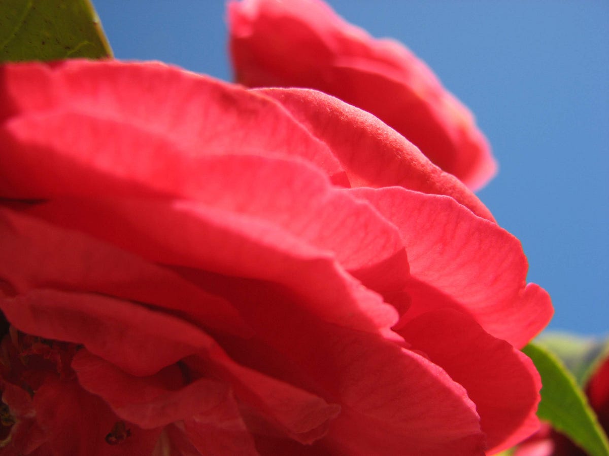 The First Day Of Spring Spring Arrives In My Backyard Garden By Sara