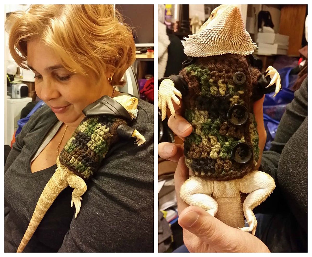 DEXTER THE BEARDED DRAGON LOOKS DAPPER 