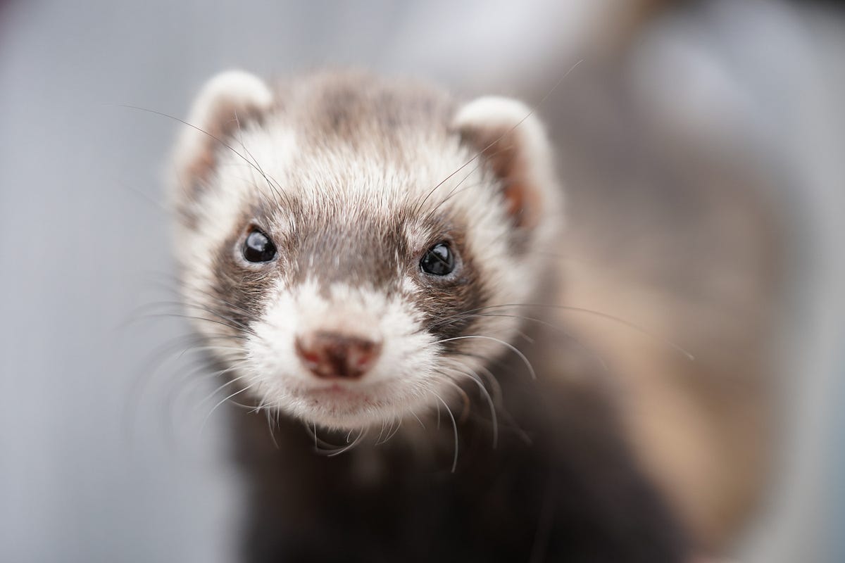 Elizabeth Ann, The Cloned Ferret. Recently, A Unique First Birthday Was ...