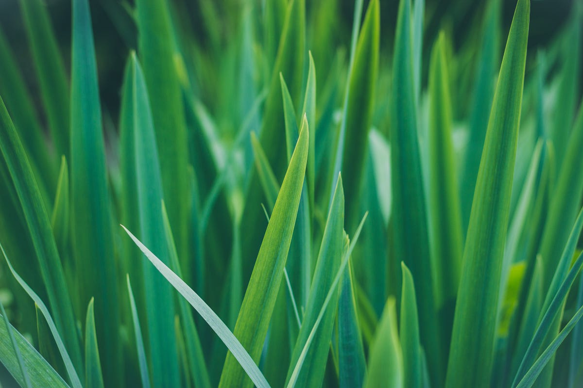 The Blades of Grass. A poem about seeing the extraordinary… by Afiyah