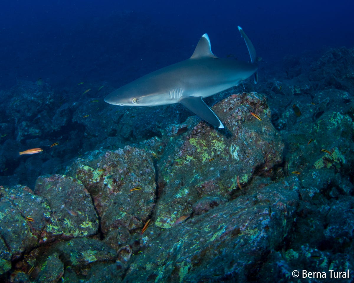 Shark Awareness Day. We dedicate another day to a creature… | by Berna ...