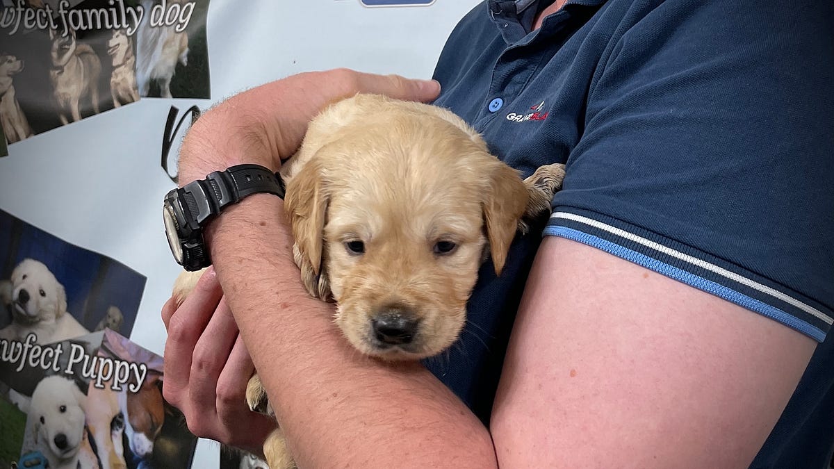 steps to getting a dog