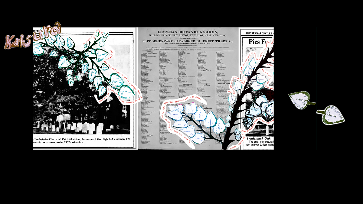 TREES OF TOMORROW (PART 3 OF 3 DIGGING) MARGARETHA HAUGHWOUT FIELD NOTES by Adrian