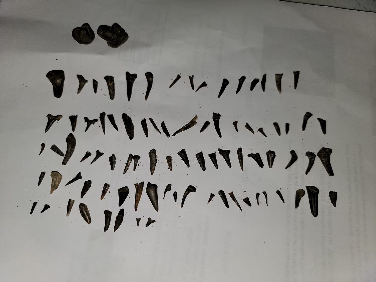 How to find shark teeth at Post Oak Creek in Texas by Jared Davidson