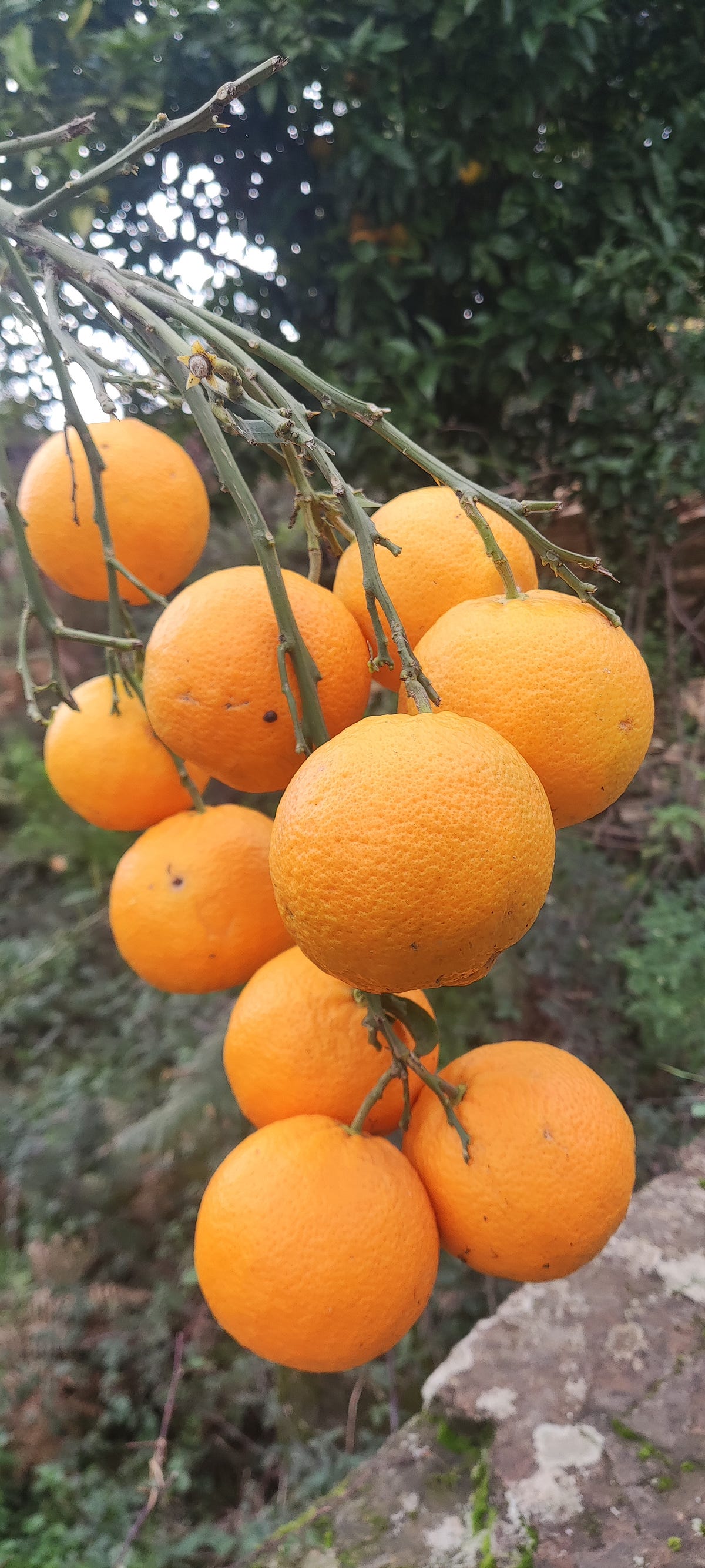 My Lovely Orange Tree. Oranges are so good for our health have… by
