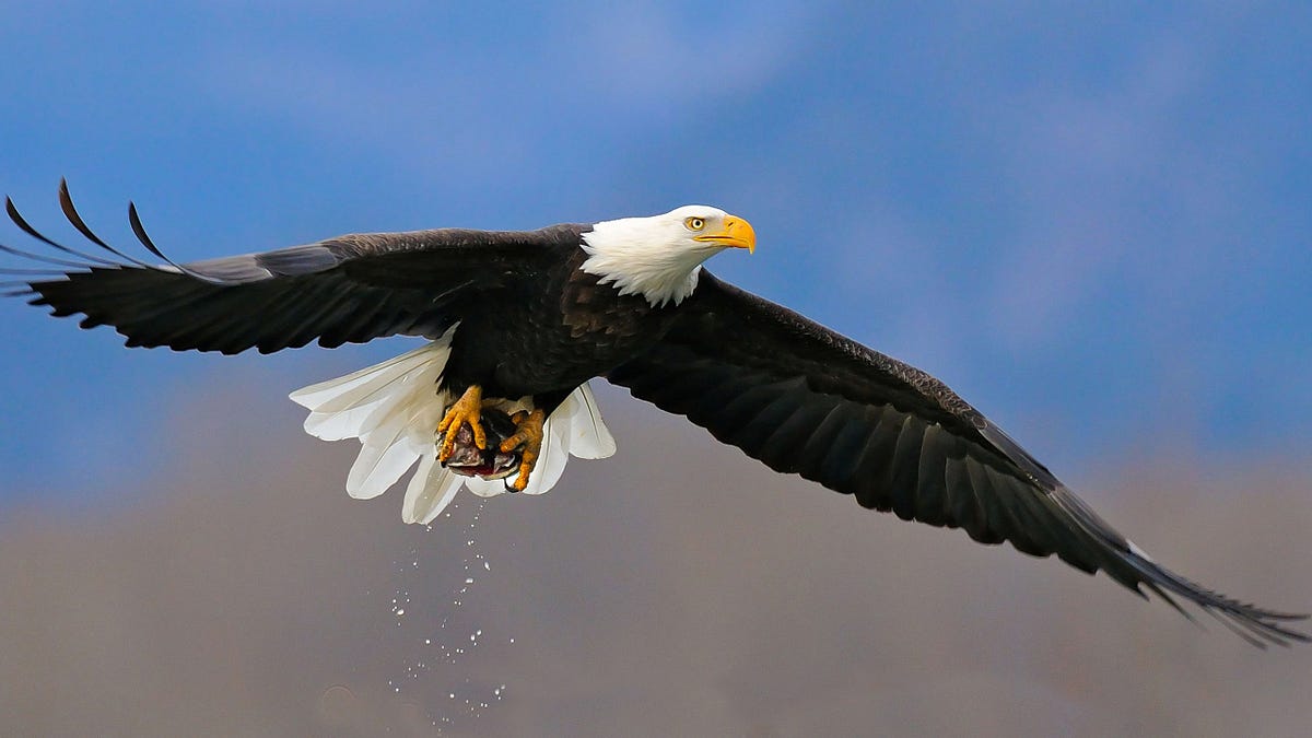 What You Can Learn From A Bird The Eagle The King Of The Sky By Pabashani Herath Medium