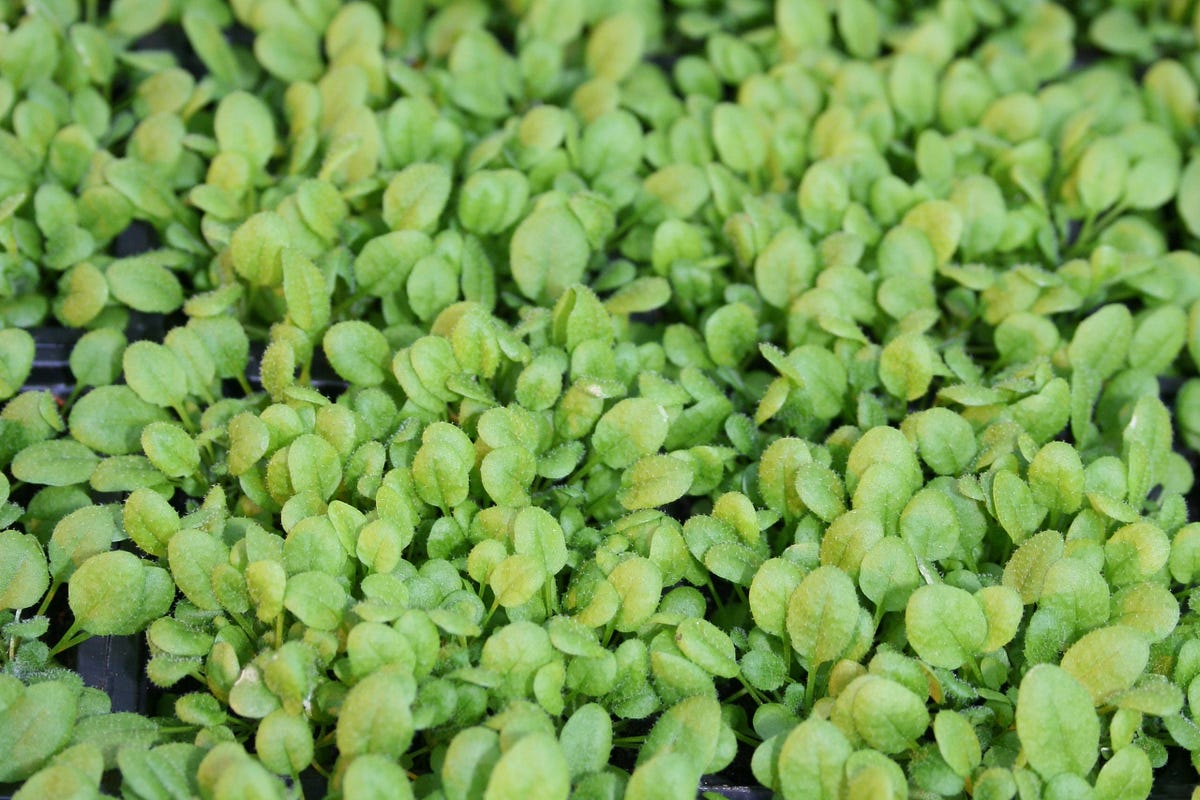 Growing medium for plants Idea