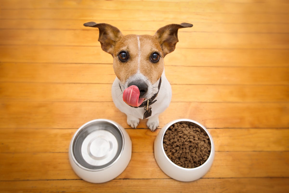 iot dog feeder