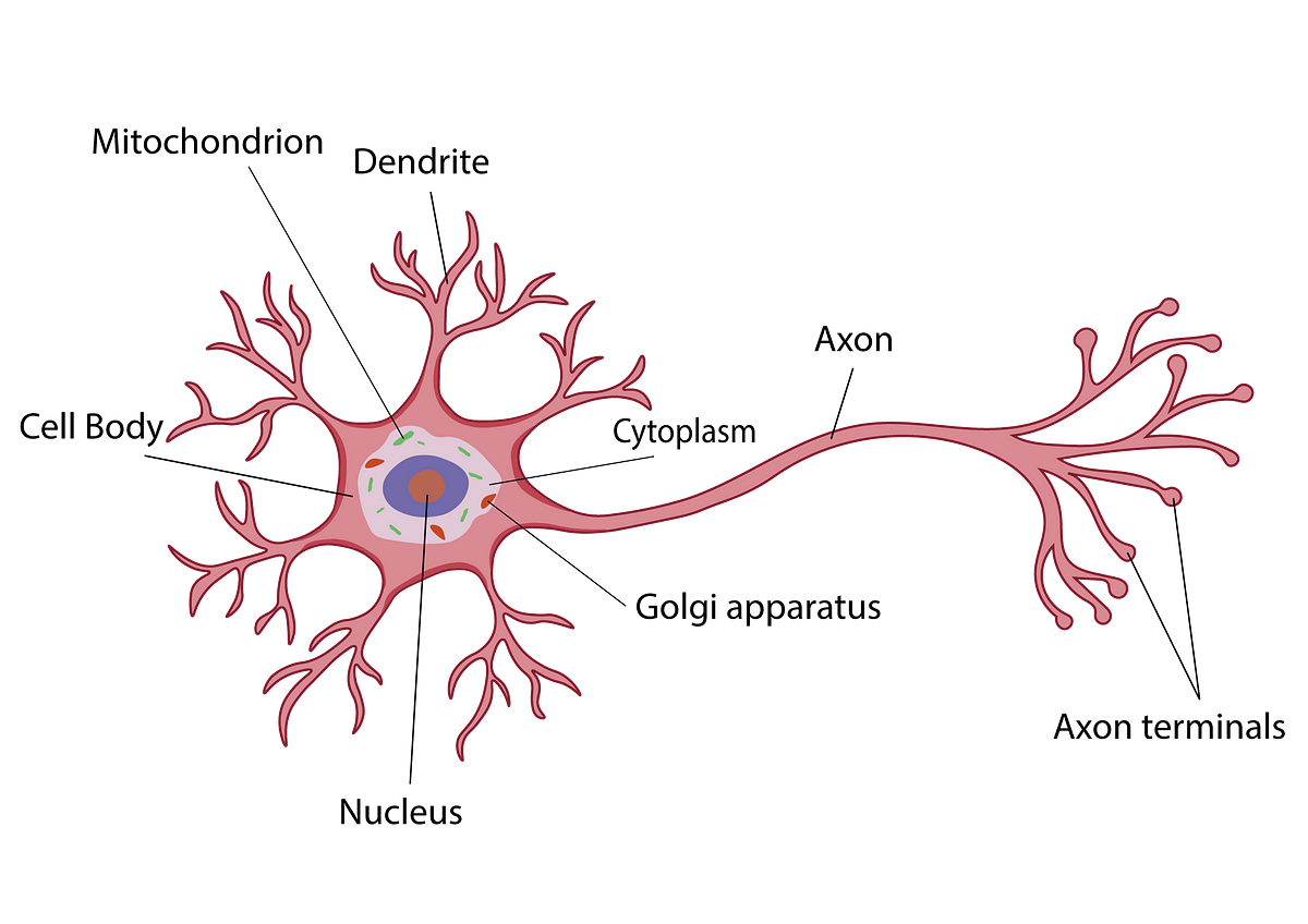 Reinforcement Learning, Brain, and Psychology: Neuroscience Basics 1