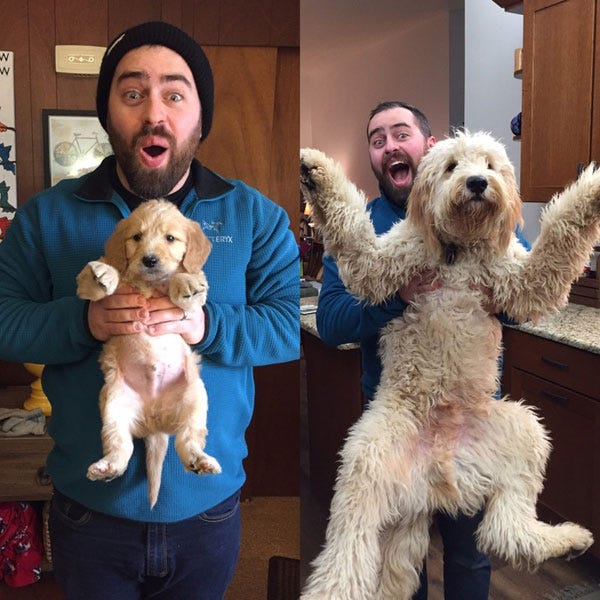 Crecen tan rápido: el antes y después de estos perros te van a dar ganas de  abrazar a tu mascota | by Juan Cruz | El Meme