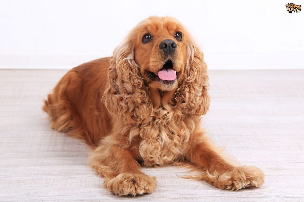 9 Cuidados Para Tu Cocker Spaniel By Happy Can Camp Medium