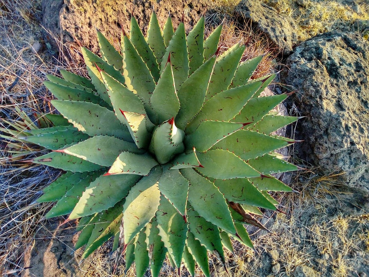 Ten of my Favourite Agaves. I have many favourite agaves. As noted