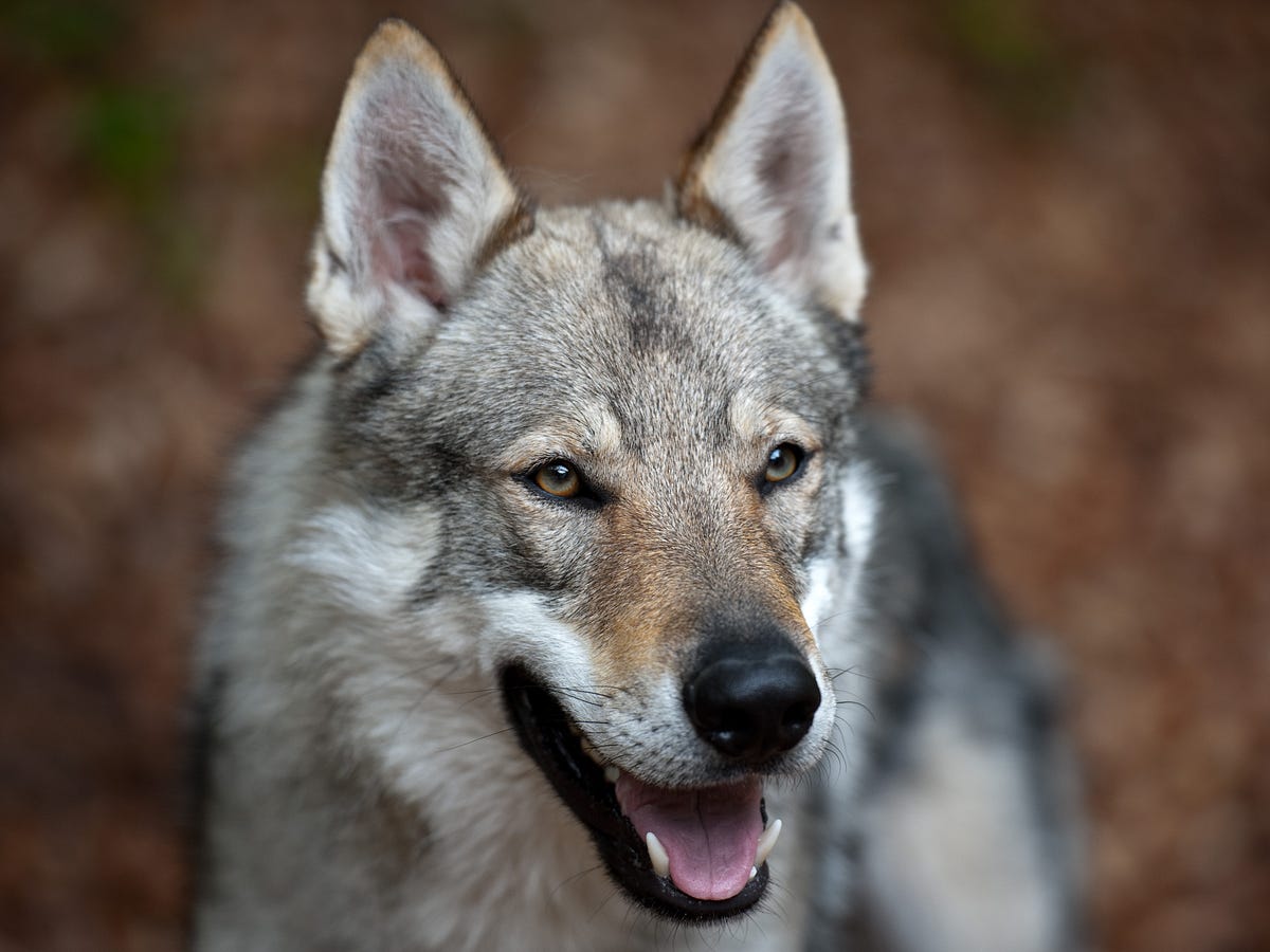 La historia de la raza perro lobo checoslovaco | by Jessica Quiñones |  Medium