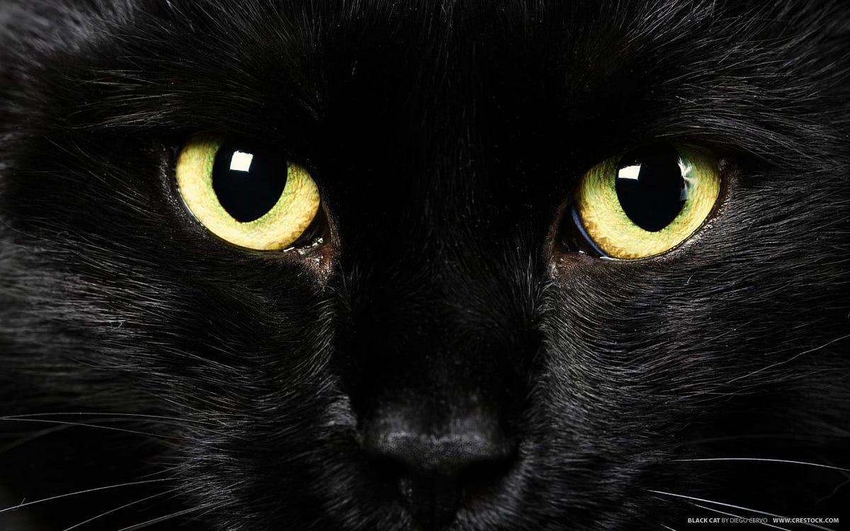 El gato negro me observaba por la ventana. | by Salvador Acevedo | Medium