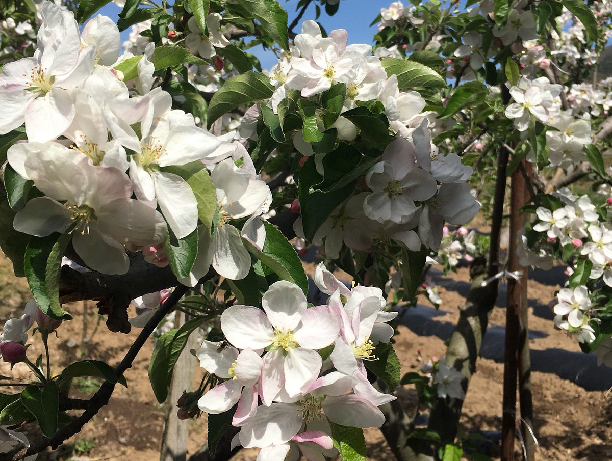 [Vuejs] 숨겨진 Vue 패턴들