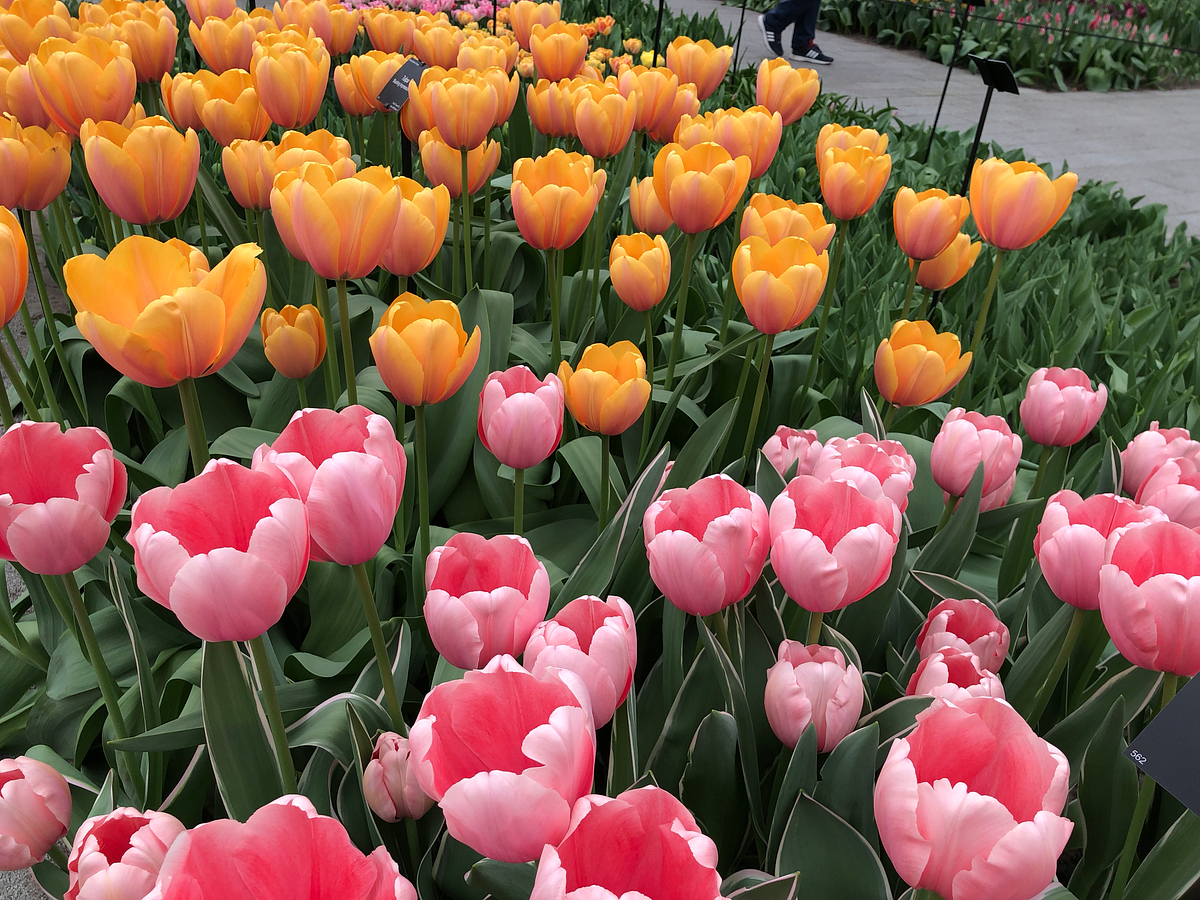 2019 Kukenhof tulip festival in Amsterdam - Emily's Simple ...