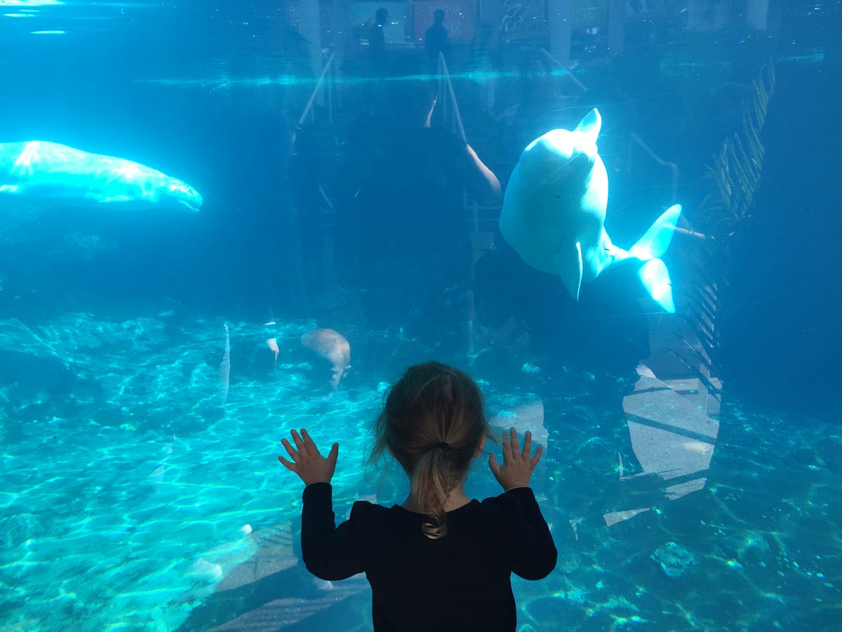 Experience Connecticut’s Mystic Aquarium A Perfect AllAges Day Trip