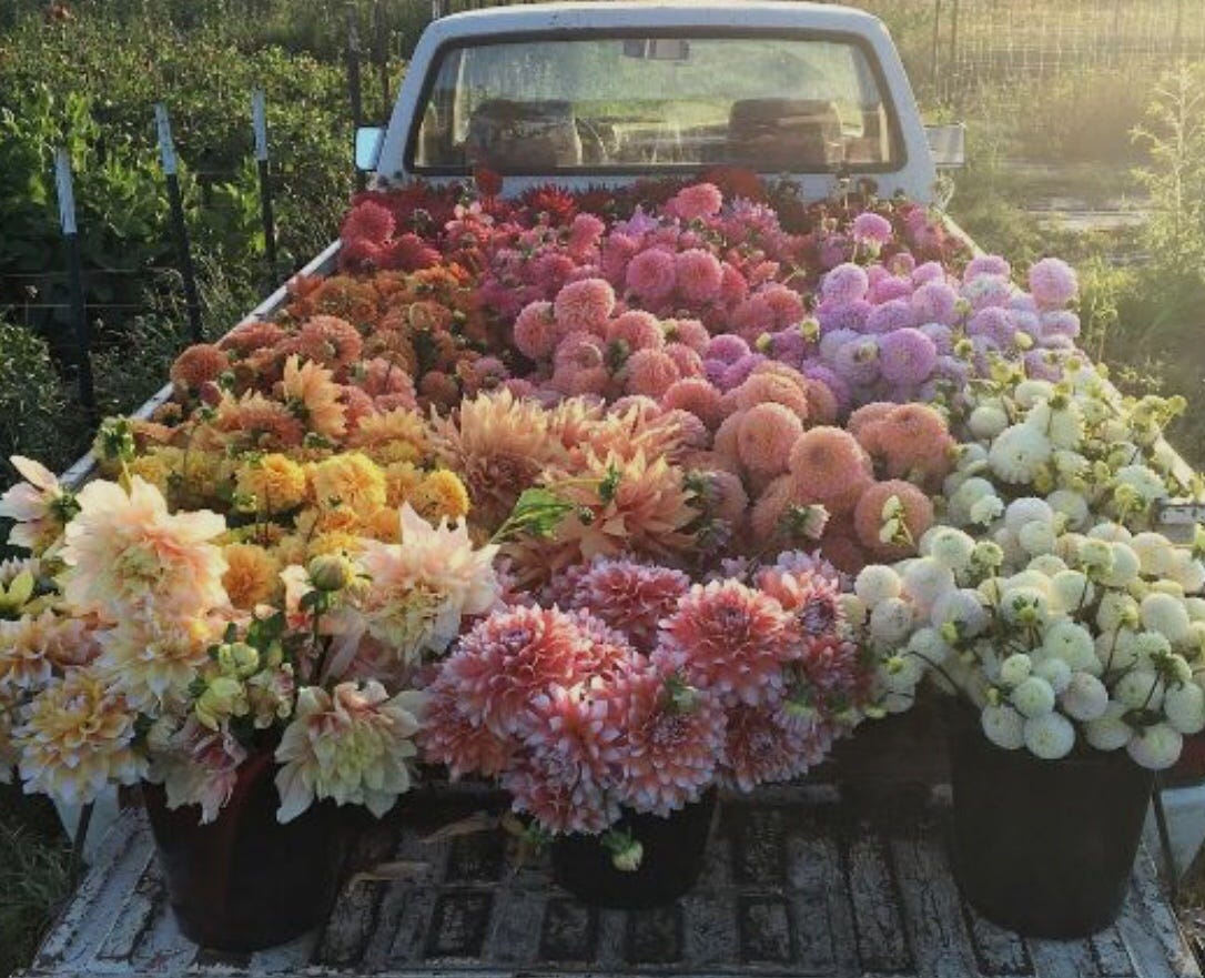 guy giving girl flowers