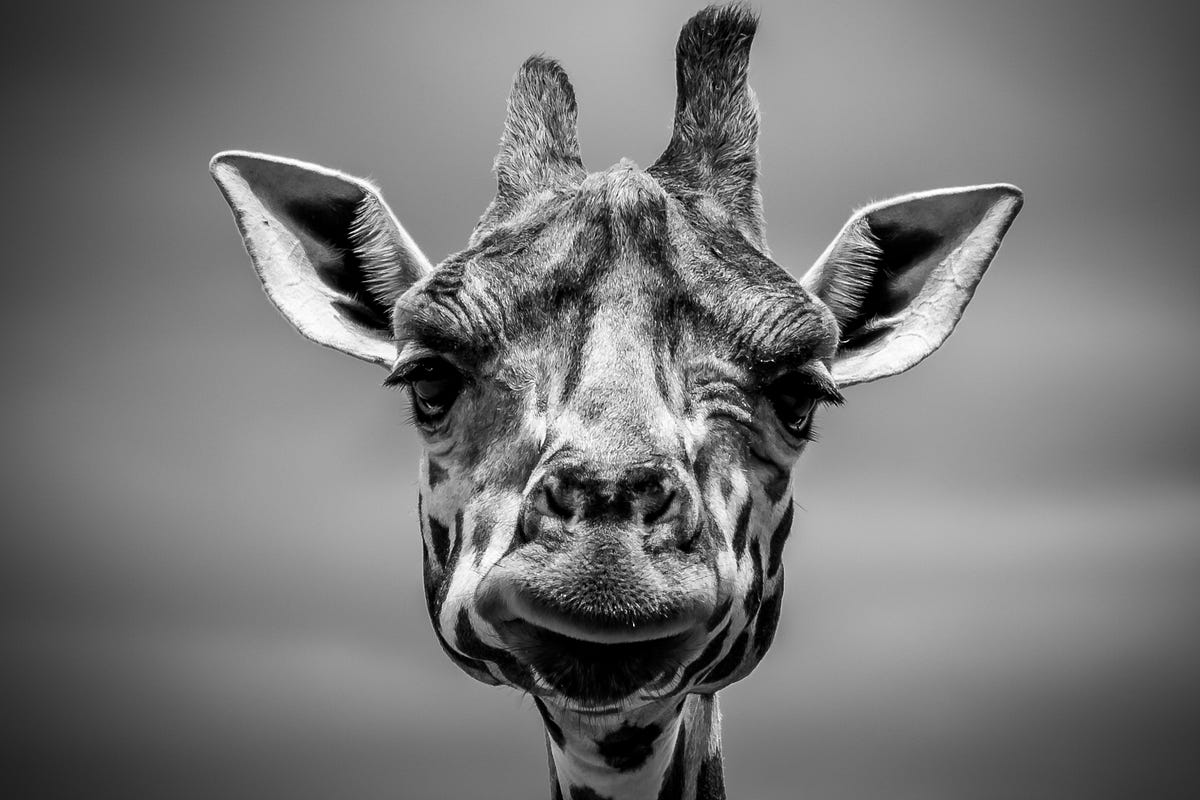 Misunderstanding Disruptive Innovation By Jason Bell Medium
