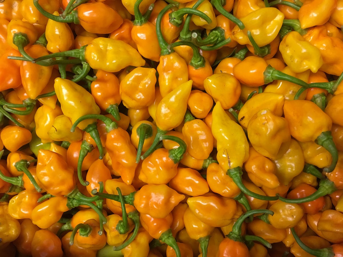 Datil Pepper? What’s A Datil Pepper? by Angela Bean Medium