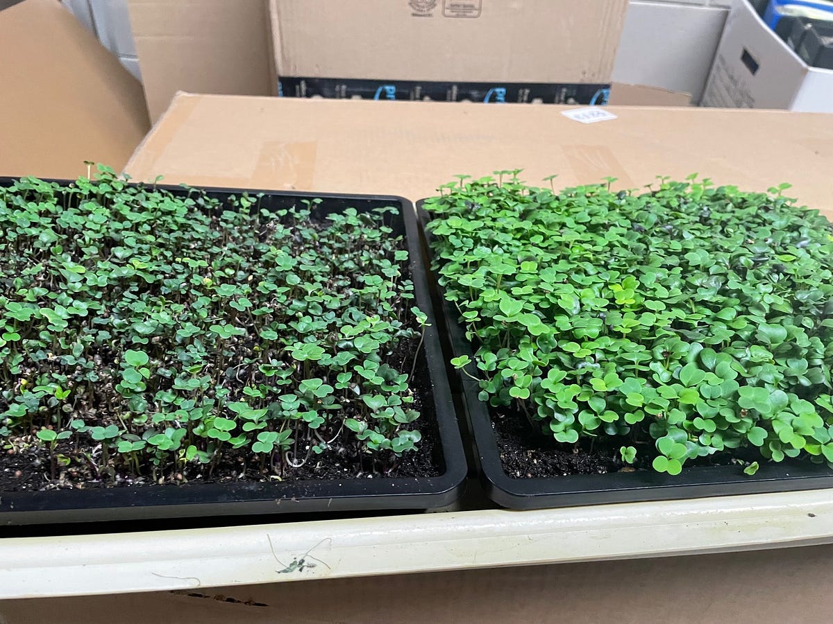 You Can ReUse that Microgreen Soil by Eric Scheske The Gardening