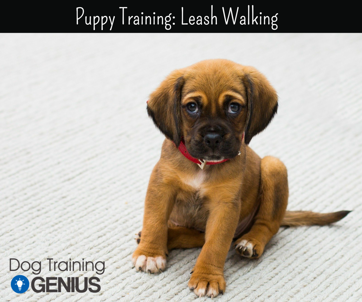 how to train a puppy to be on a leash