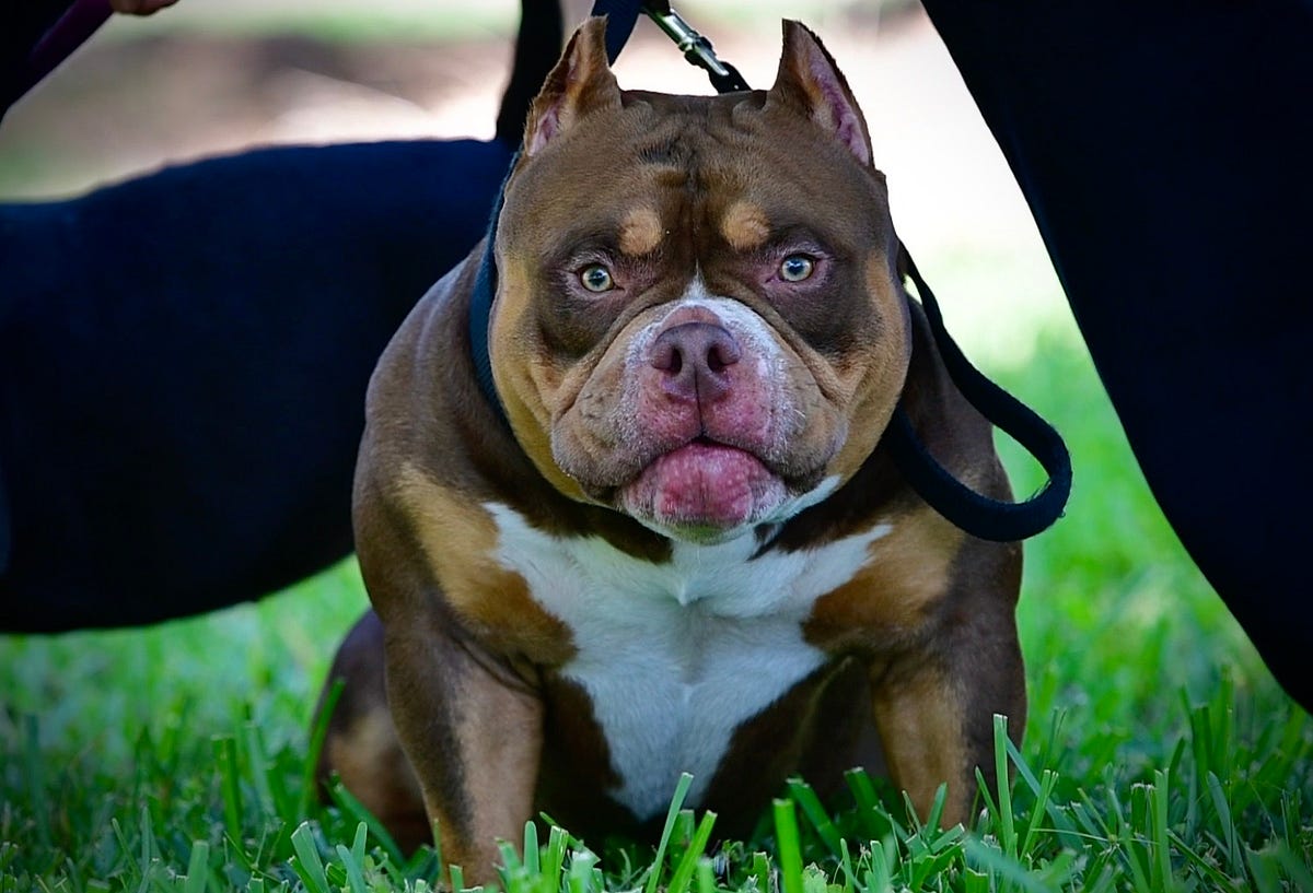 blue fawn xl bully