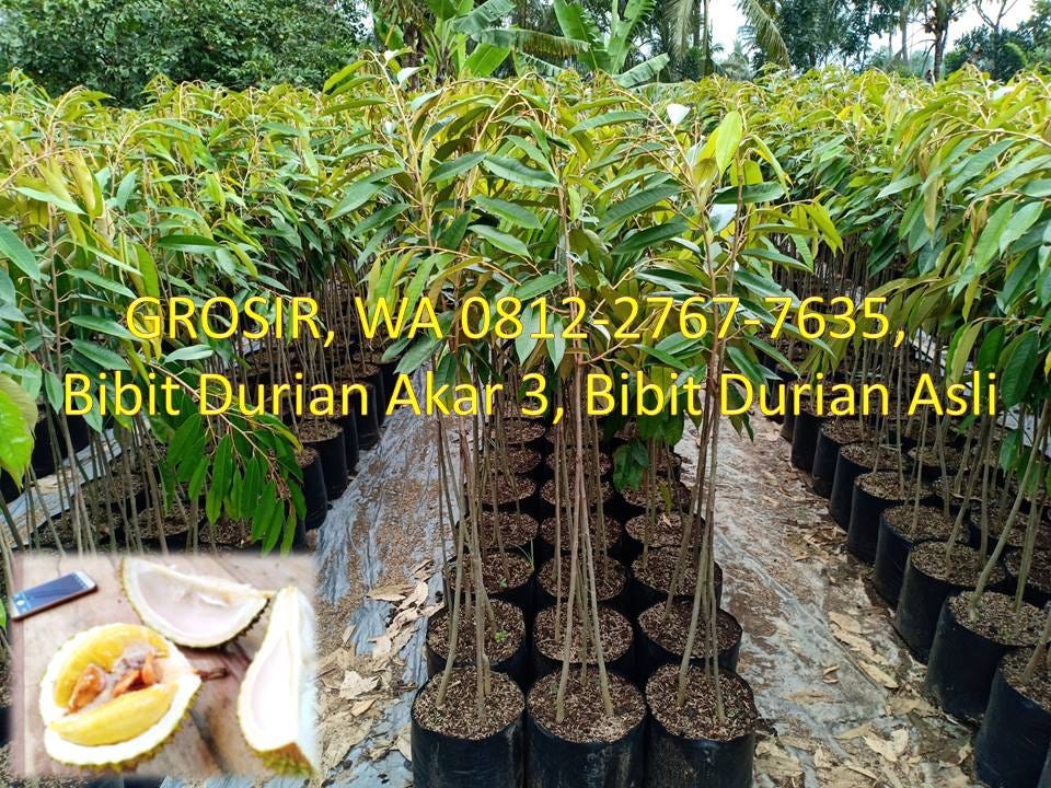 Unduh 52 Koleksi Gambar Durian Akar  Gratis HD