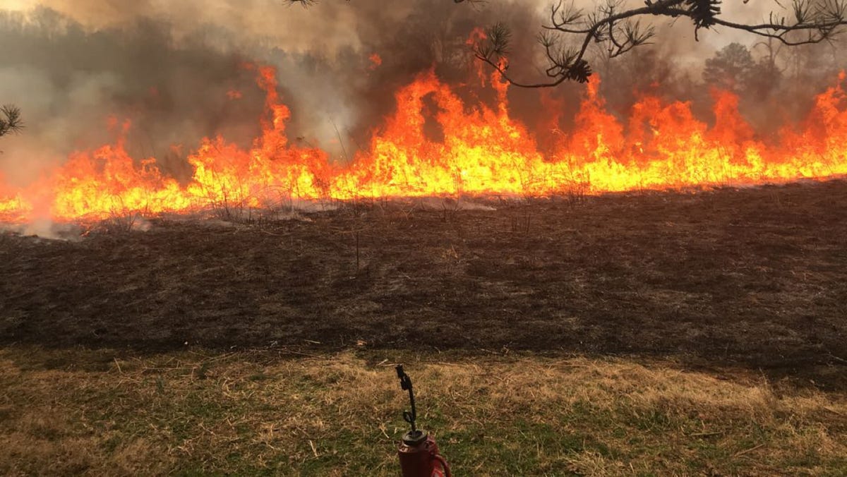 Controlled Burns and Why We Need Them by Rebecca Williams Oct, 2022