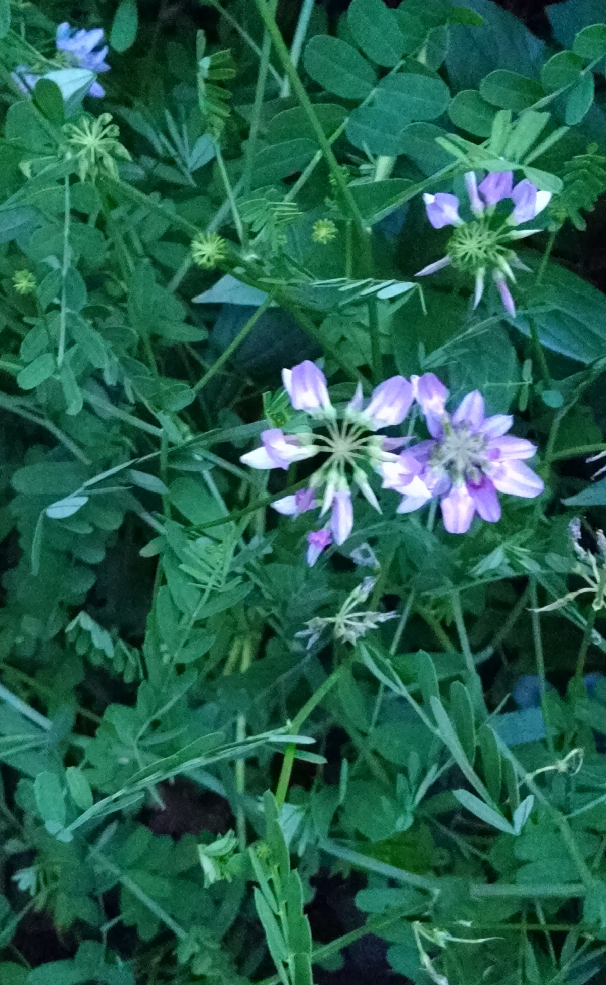 Purple Crown Vetch vs American Vetch by Chris Stepnitz
