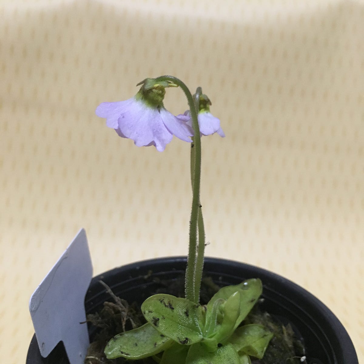 ムシトリスミレ 毎年このシーズンになると食虫植物がホームセンター等で売られるようになります By Hyper Forest Carnivorous Plants Medium ムシトリスミレ 毎年このシーズンになると食虫植物がホームセンター等で売られるようになります By Hyper Forest Carnivorous Plants Medium