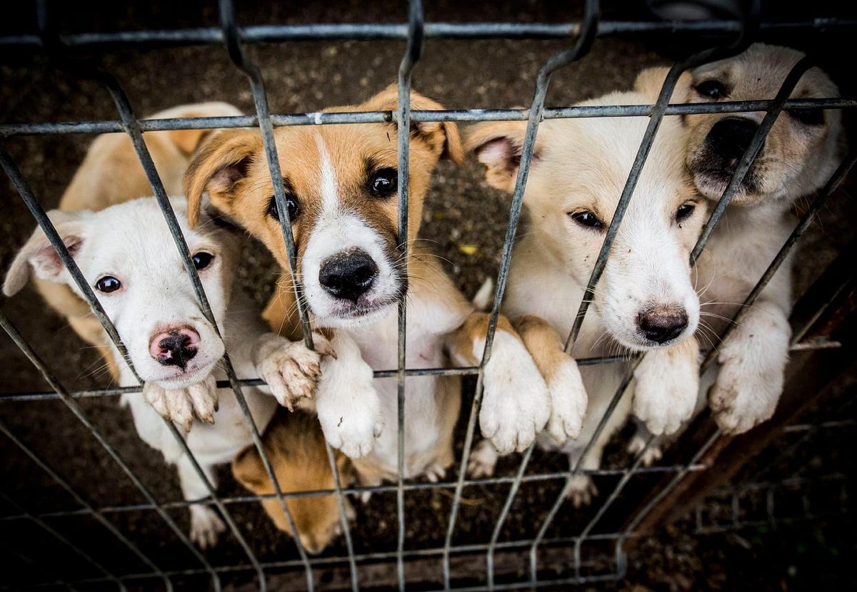 One Paw at a Time. Oregon’s animal organizations fight… | by Julia Page