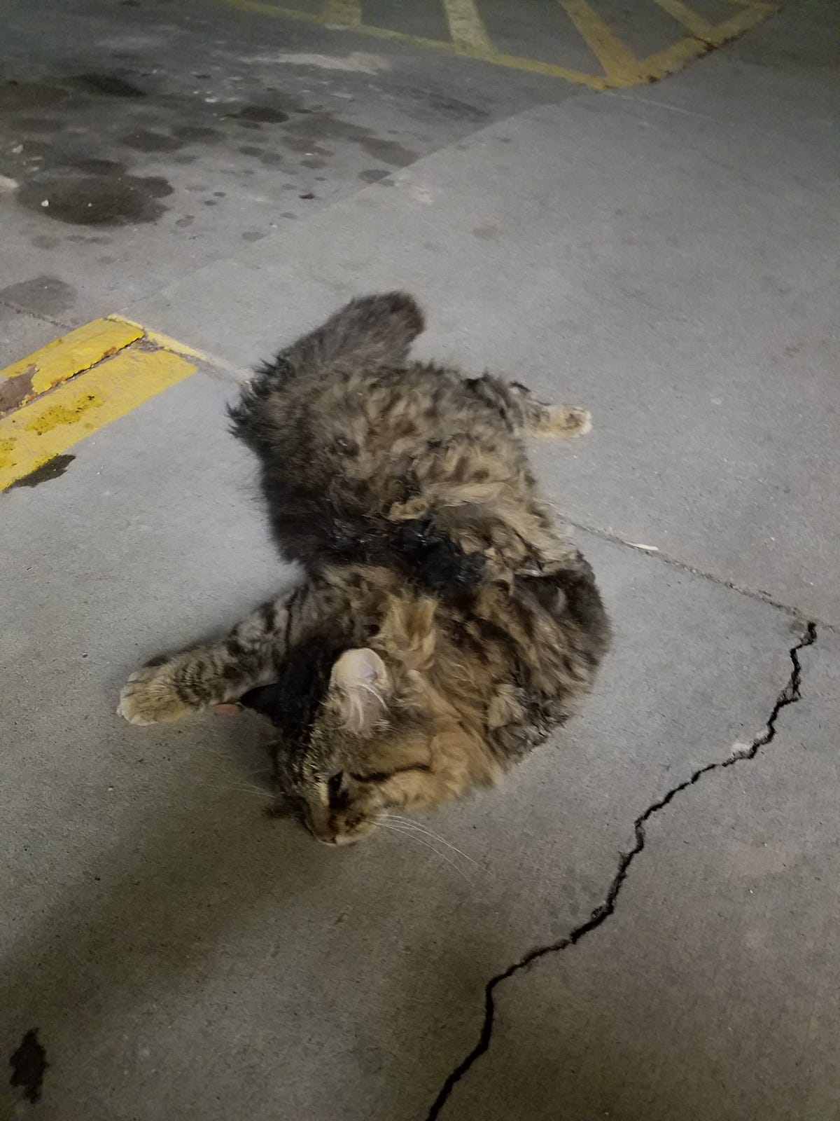 Dead Cat on the Sidewalk. Just another night on the job by Verity